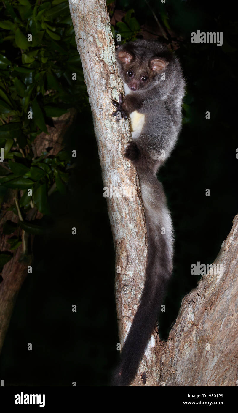 Greater Glider (Petauroides volans) in tree at night, Queensland