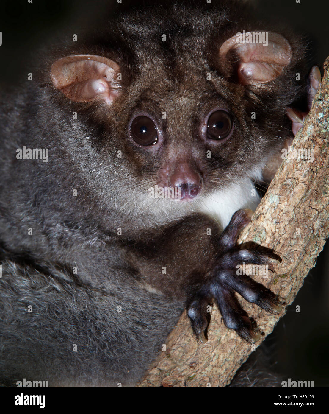 Greater Glider (Petauroides volans) in tree at night, Queensland