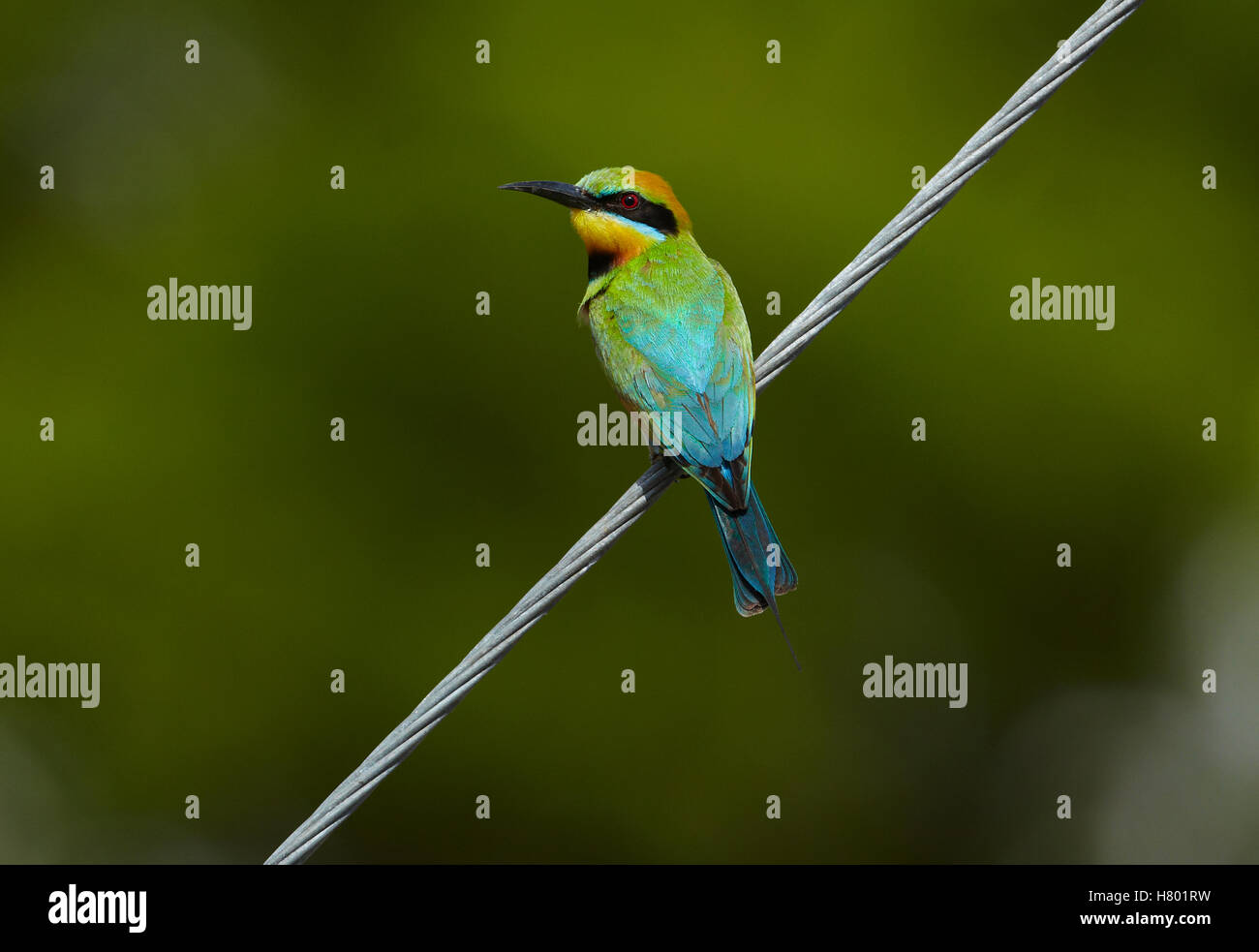 Rainbow Bee-eater (Merops ornatus), Townsville, Queensland, Australia Stock Photo