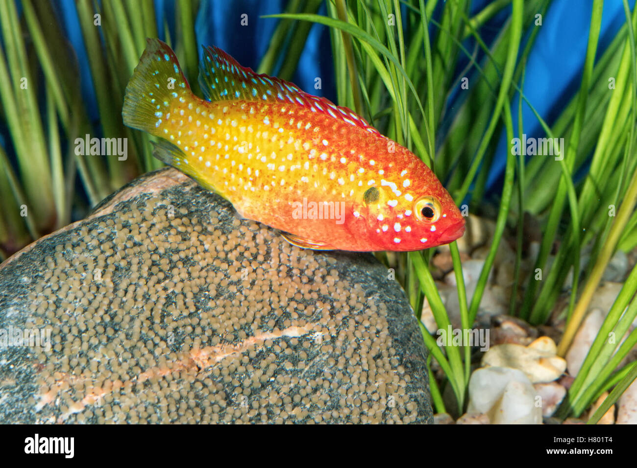 Portrait of freshwater cichlid fish (Hemichromis sp.) in aquarium Stock Photo
