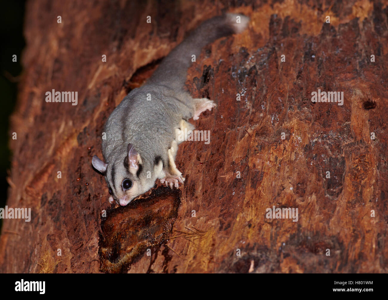 Sugar Glider (Petaurus breviceps) feeding on Red Mahogany (Eucalyptus