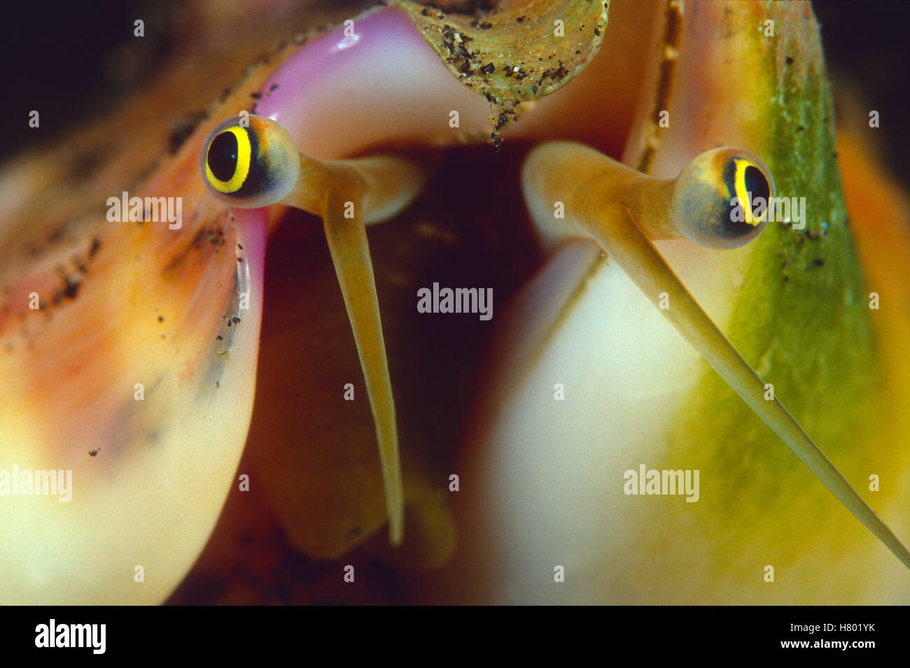Strombus aurisdianae hi-res stock photography and images - Alamy