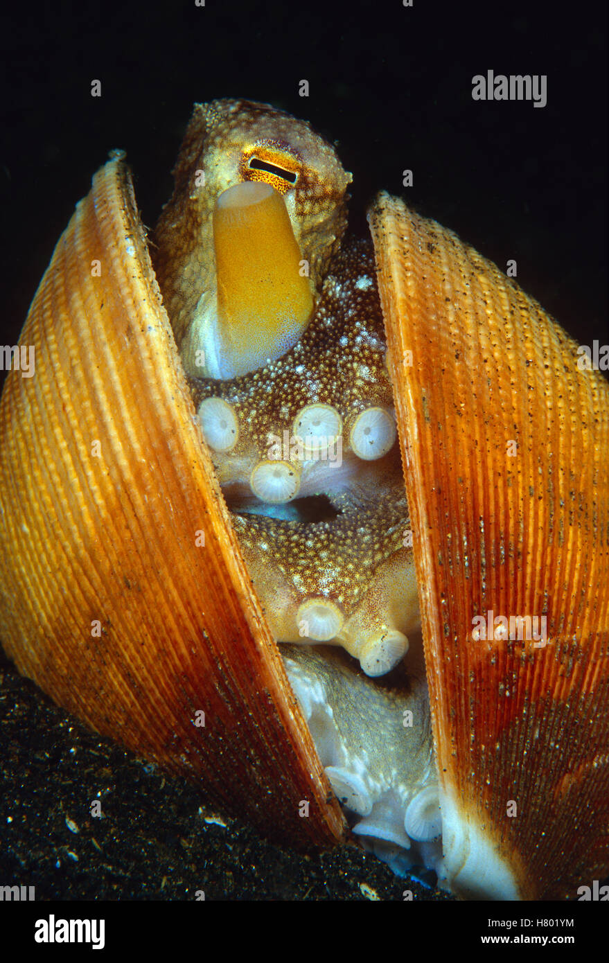 Veined Octopus (Octopus marginatus) in bi-valve shell, Indonesia Stock ...