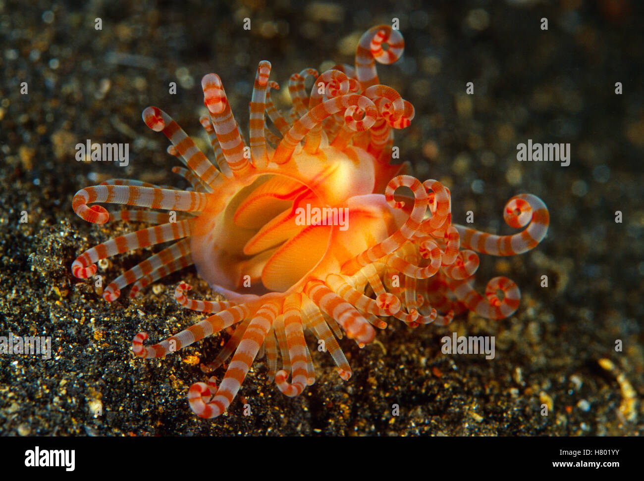 Scallop (Pectiniidae), Indonesia Stock Photo Alamy