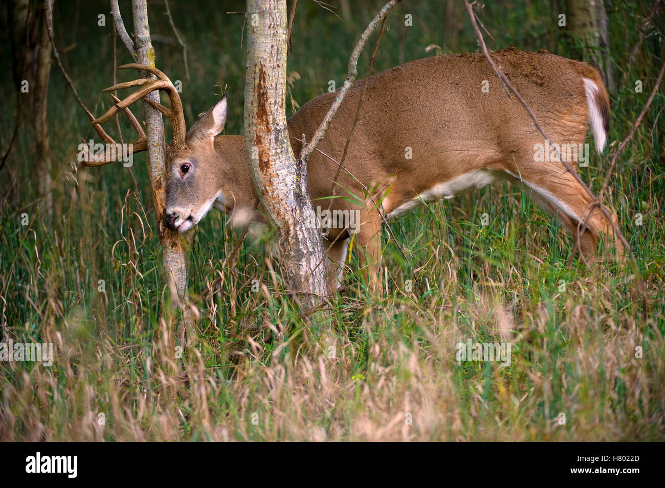 Whitetailed Deer (Odocoileus virginianus) buck rubbing tree trunk to