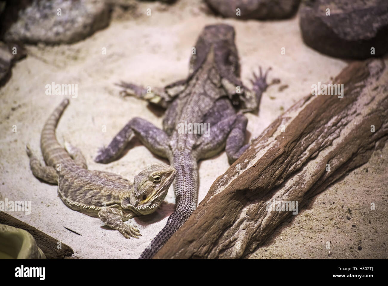 Frilled lizard (Chlamydosaurus kingii) and Central bearded dragon (Pogona vitticeps). Stock Photo