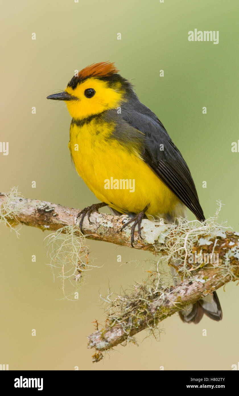 Collared Redstart (Myioborus torquatus), Costa Rica Stock Photo - Alamy