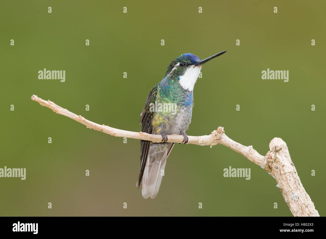 Variable Mountain-gem (Lampornis castaneoventris) hummingbird, Costa Rica Stock Photo