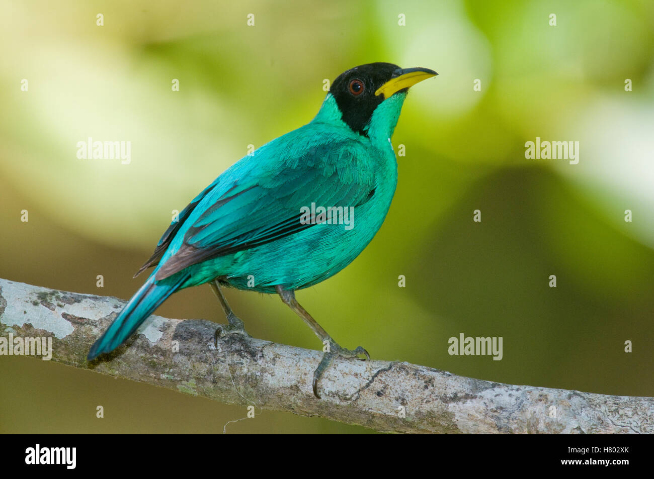 Green Honeycreeper (Chlorophanes spiza) male, Costa Rica Stock Photo ...