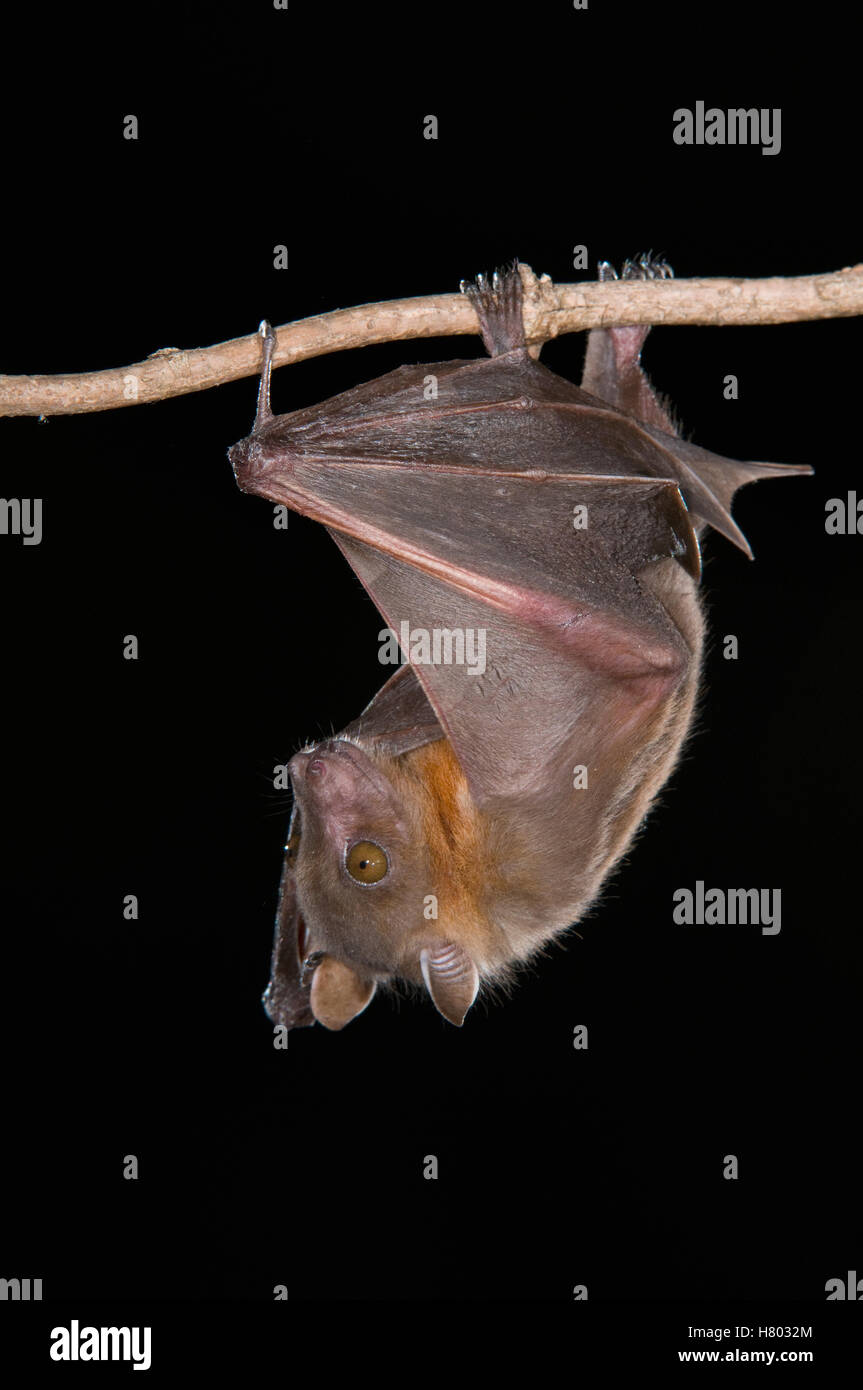 Lesser Short-nosed Fruit Bat (Cynopterus brachyotis) roosting, Michigan Stock Photo