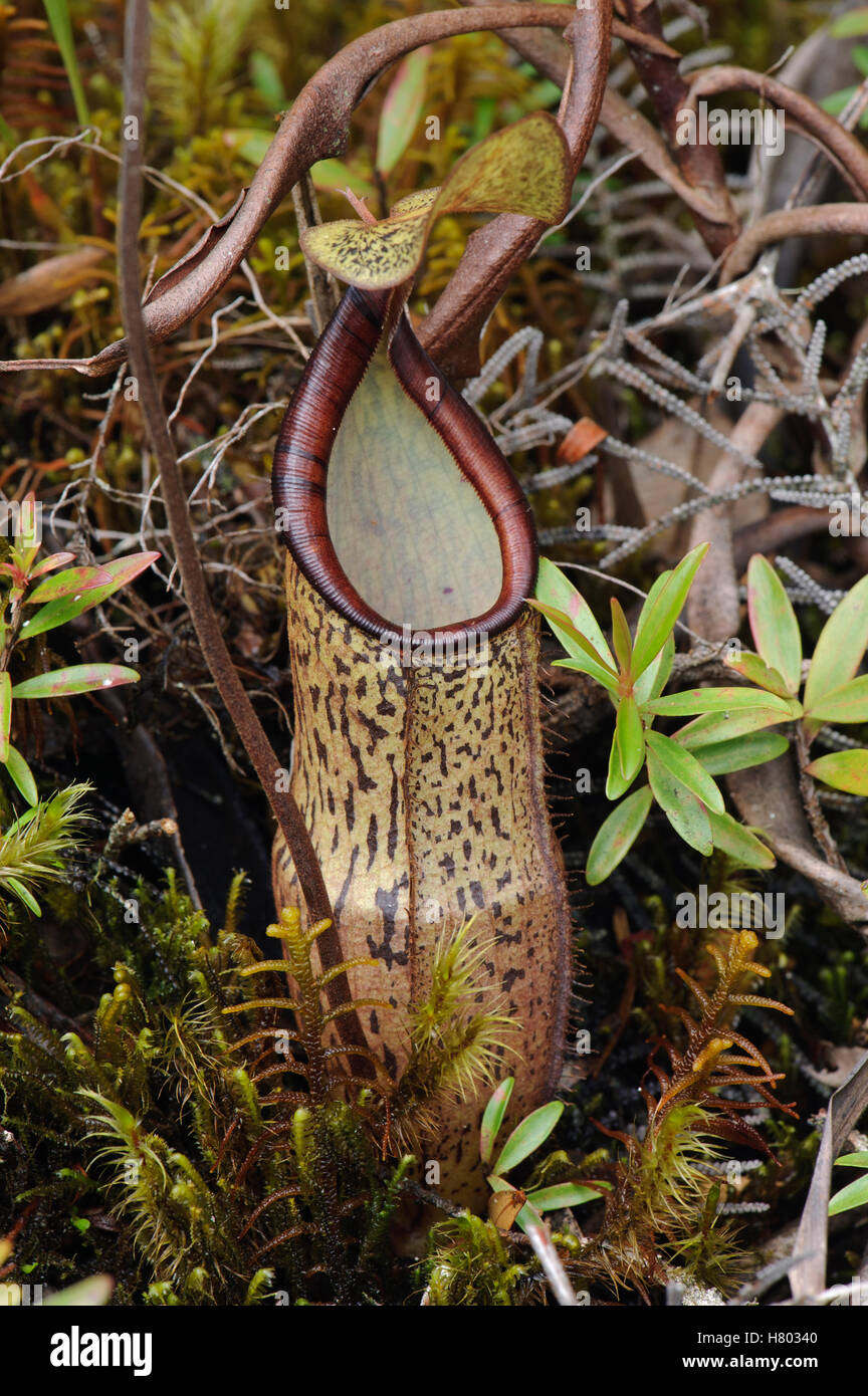 Pitcher Plant (Nepenthes gracillima) pitcher, Kelantan, Malaysia Stock