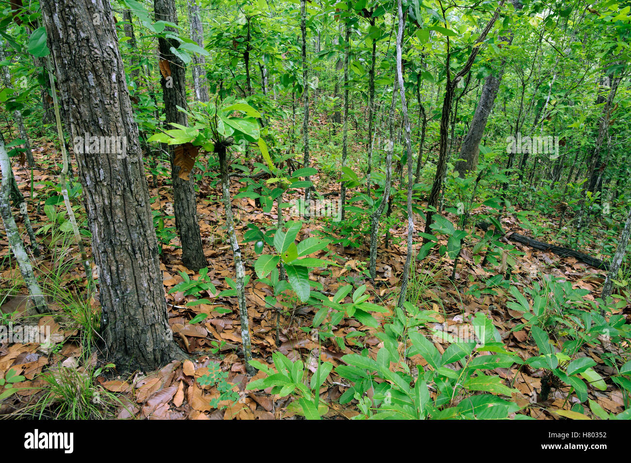 Deciduous forest during the beginning of the rainy season, Thungyai