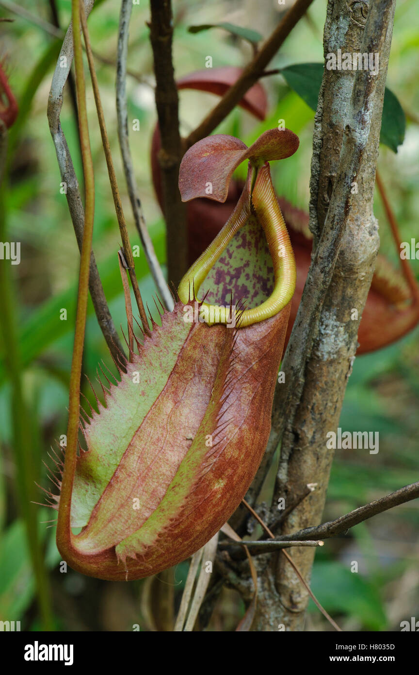 Pitcher Plant (Nepenthes suratensis) pitcher, newly described species ...
