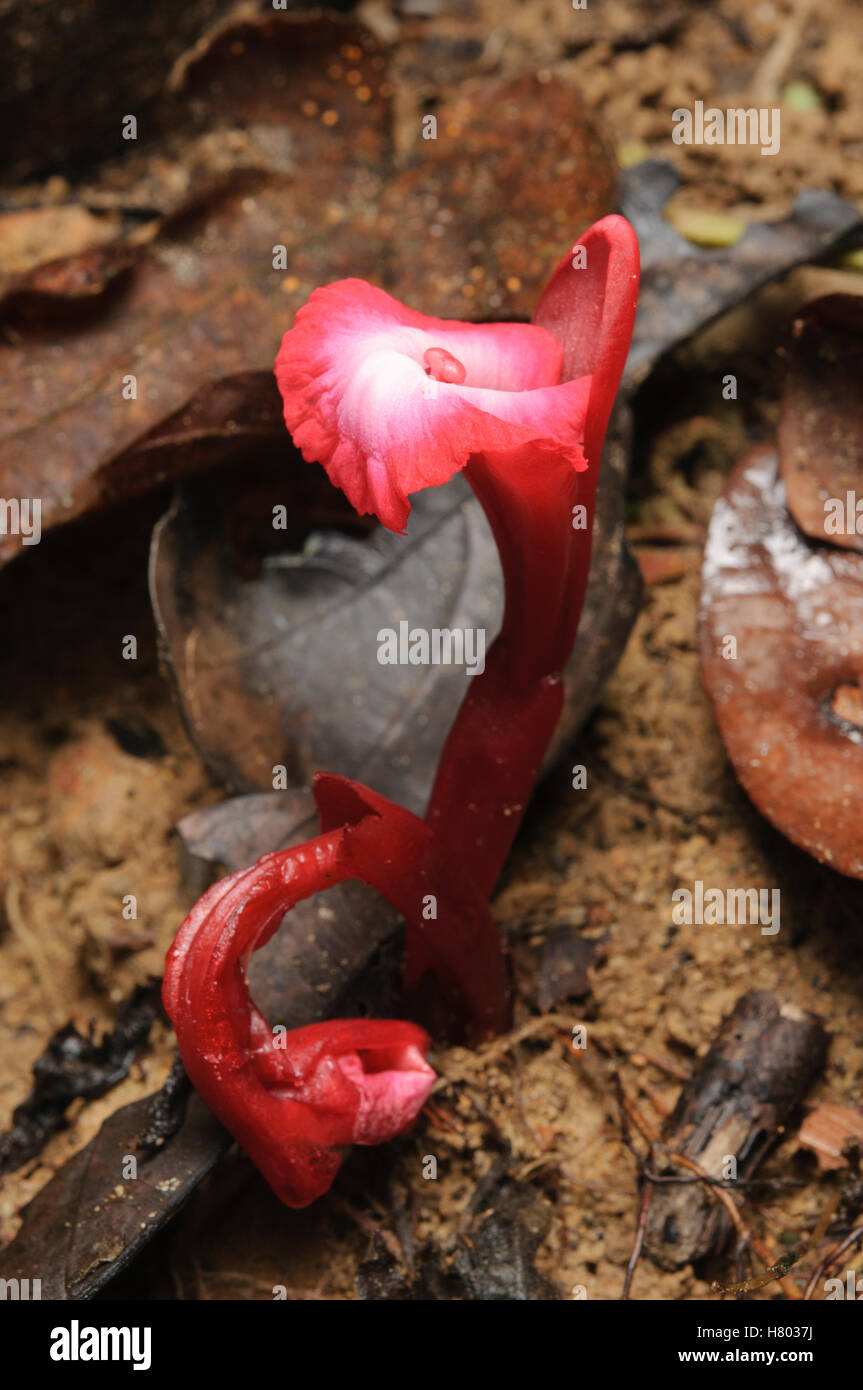 Ginger (Etlingera brevilabrum) flower, Sarawak, Borneo, Malaysia Stock