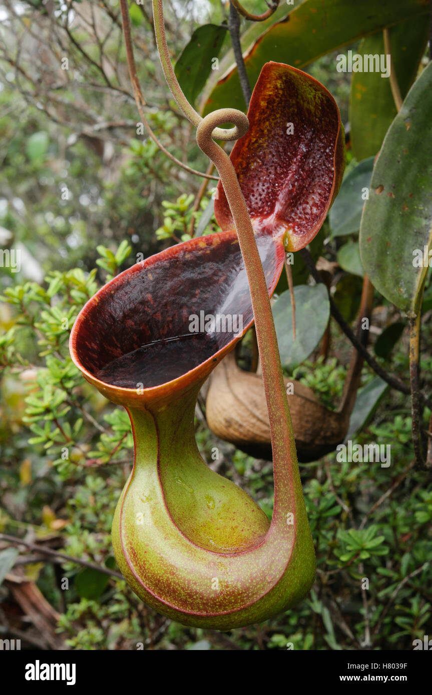 Great Description About Lows Pitcher Plant