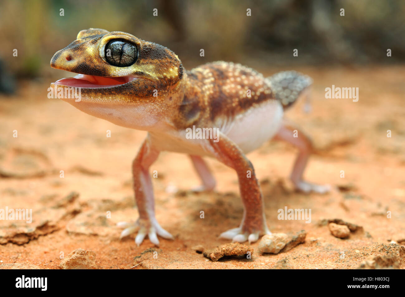 Knob-tailed Gecko (Nephrurus levis) in defensive posture, Western ...
