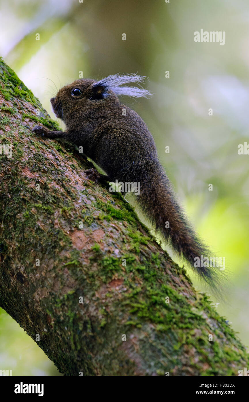 Tufted Pygmy Squirrel (Exilisciurus whiteheadi) climbing, Sabah, Borneo ...