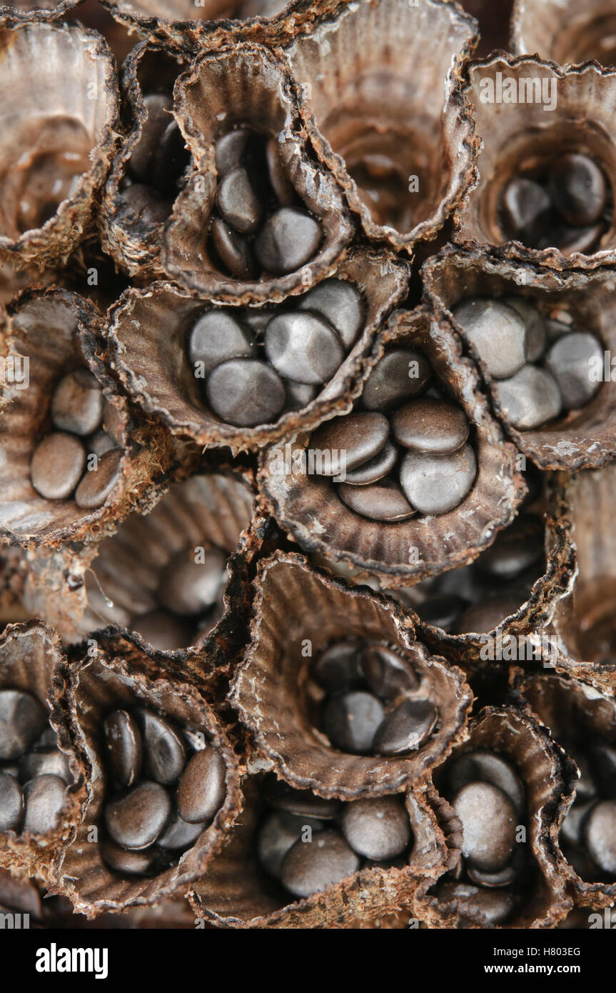 Bird's Nest Fungus (Cyathus sp) showing spores that are dispersed by