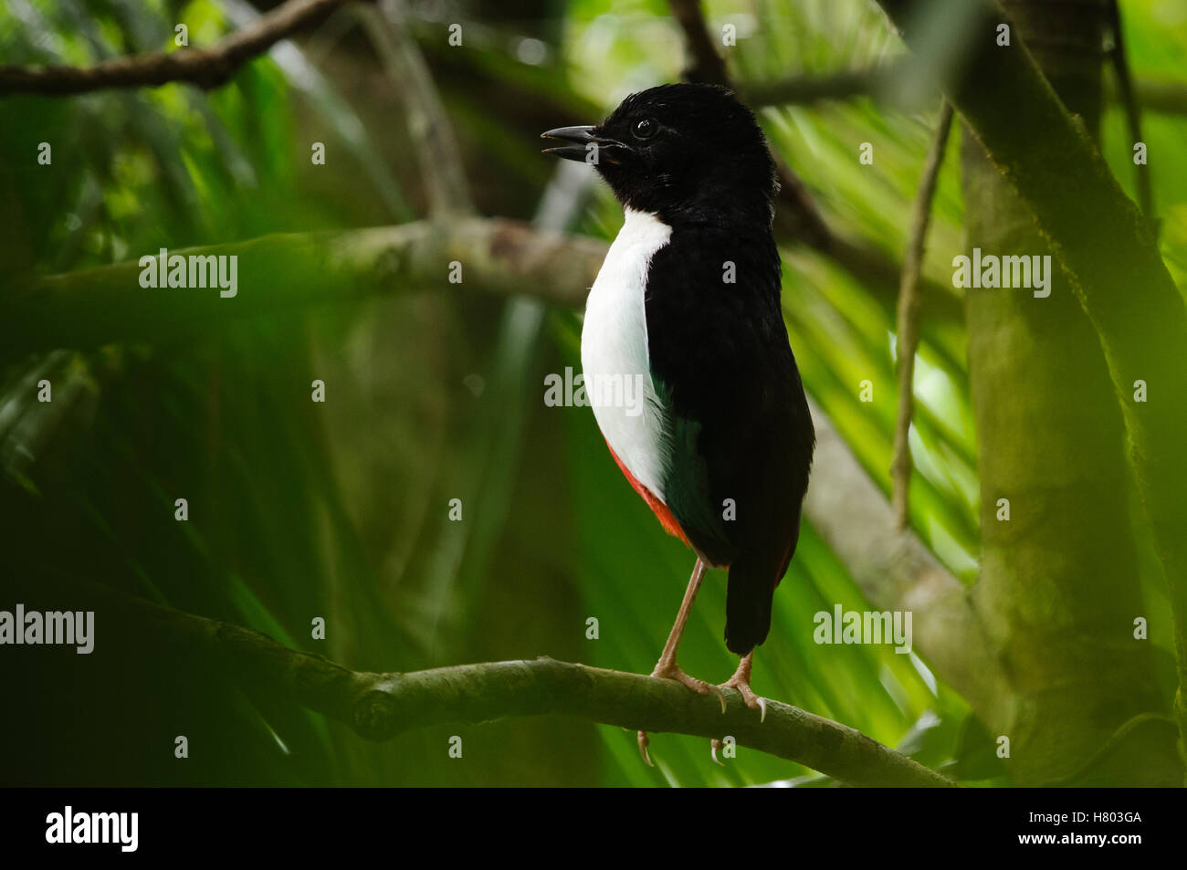 Ivorybreasted Pitta (Pitta maxima) calling, Halmahera Island, North