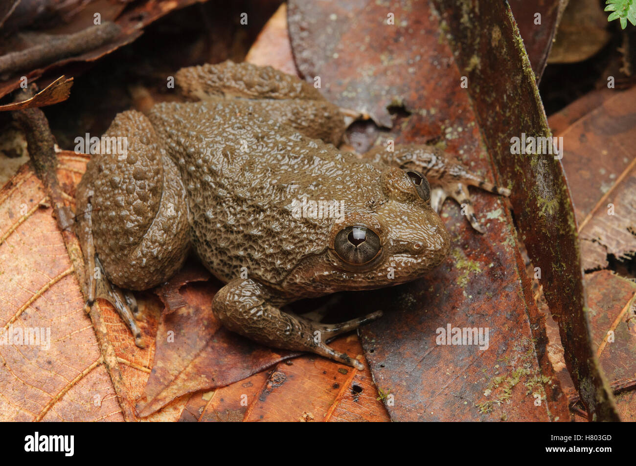 Kuhl's Creek Frog (Limnonectes kuhlii), Sabah, Borneo, Malaysia Stock
