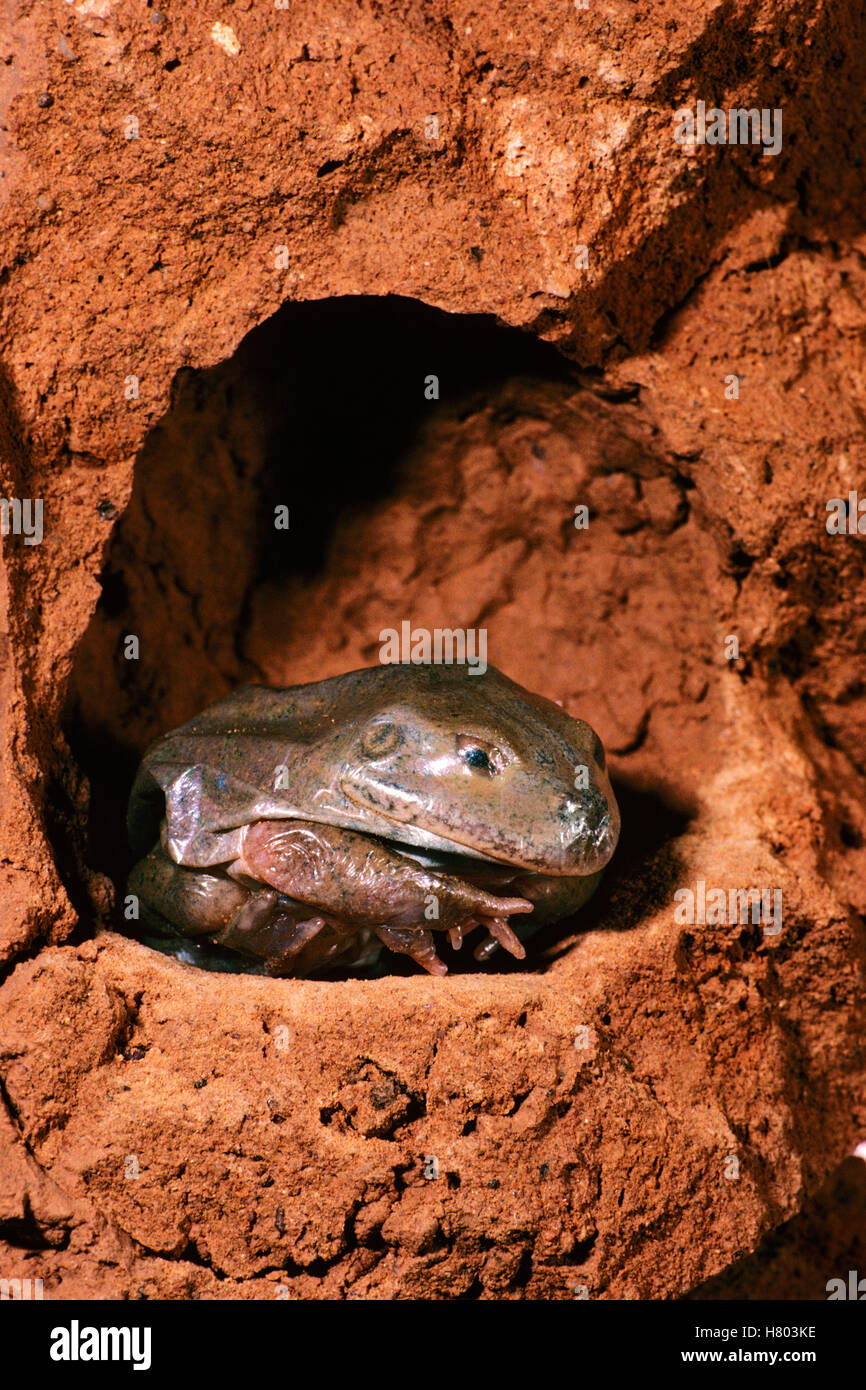 Waterholding Frog (Cyclorana platycephala) underground in skin before