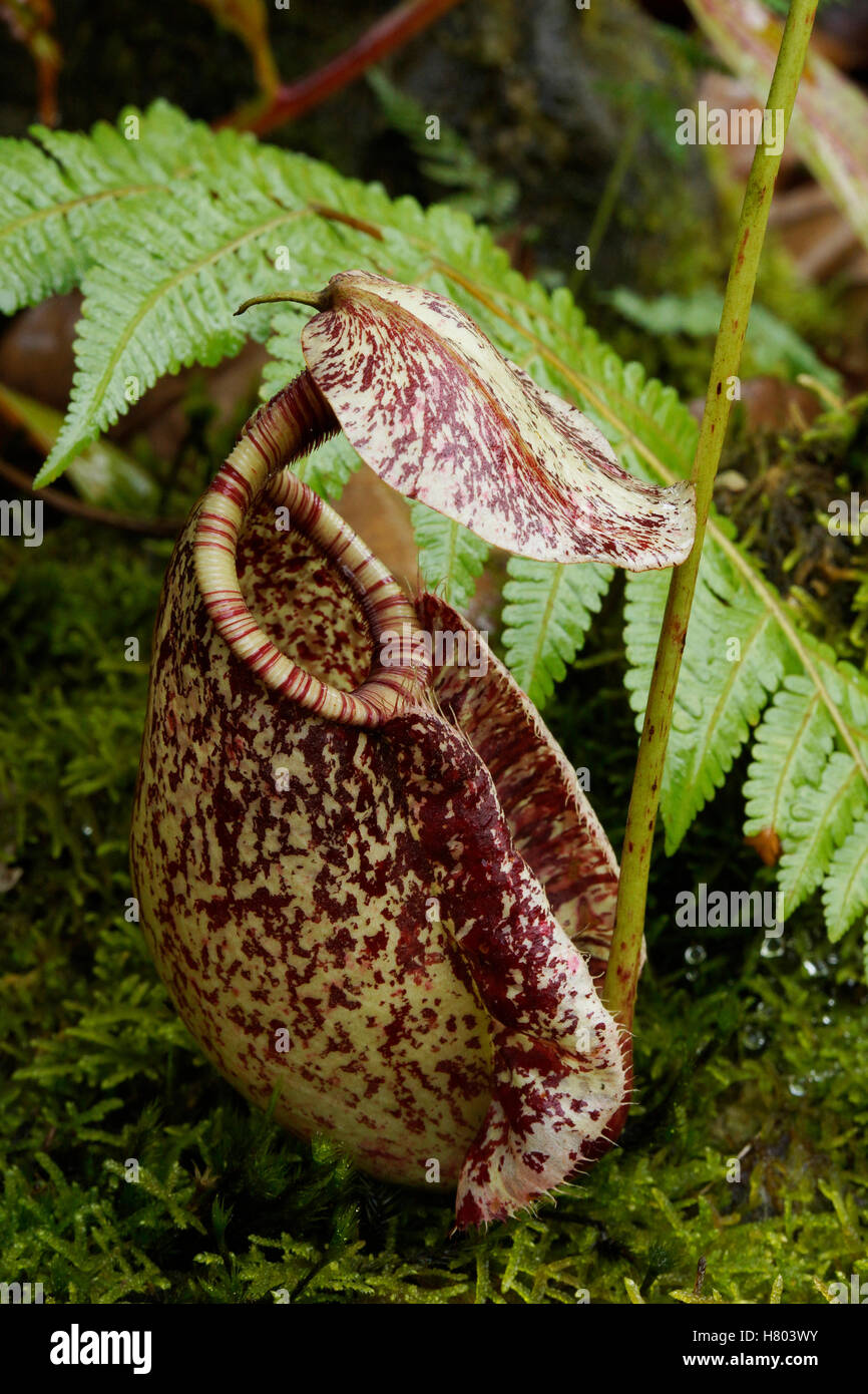 Pitcher Plant (Nepenthes sp), Malaysia Stock Photo - Alamy