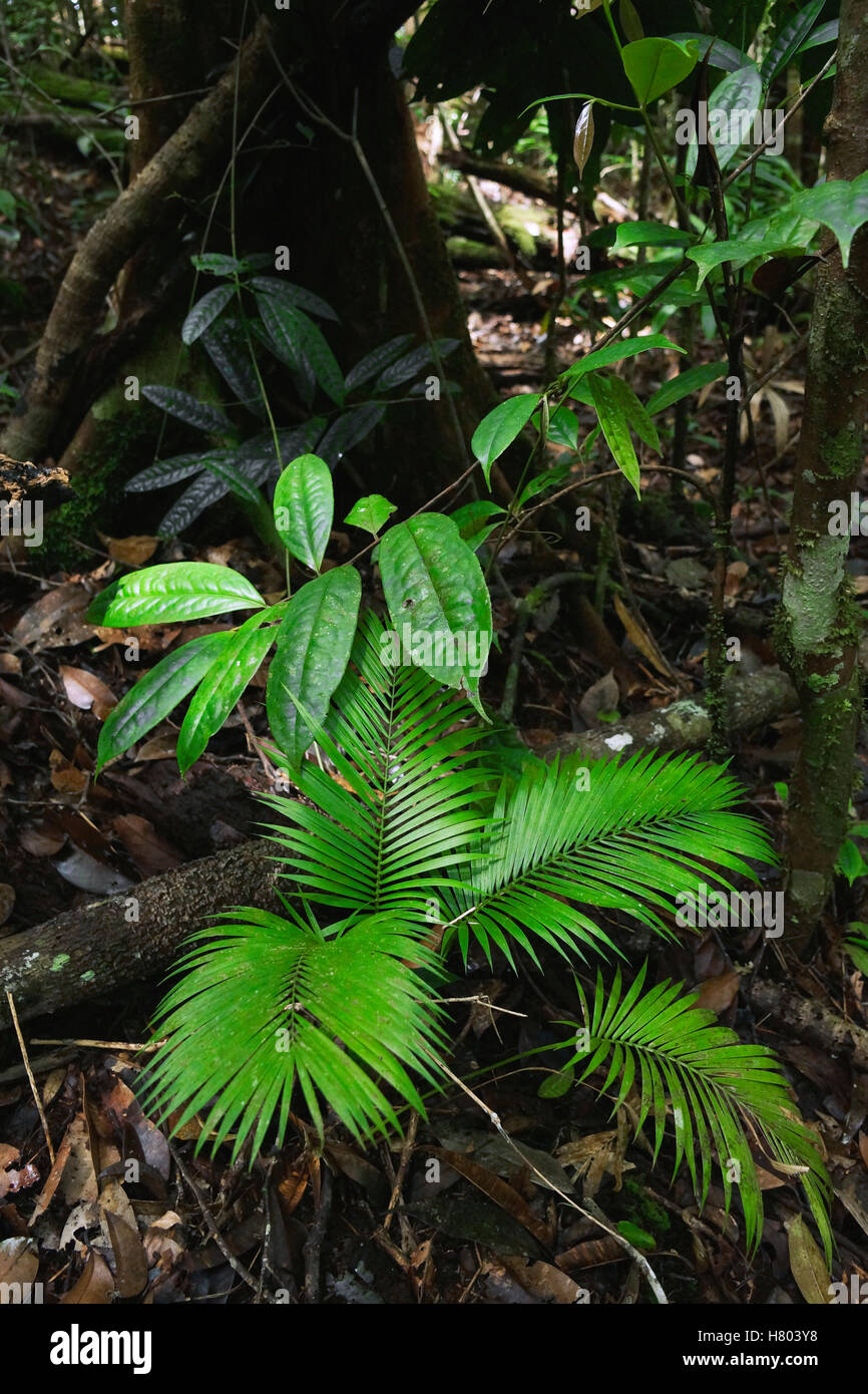 Vegetation on rainforest floor, Danum Valley, Malaysia Stock Photo Alamy