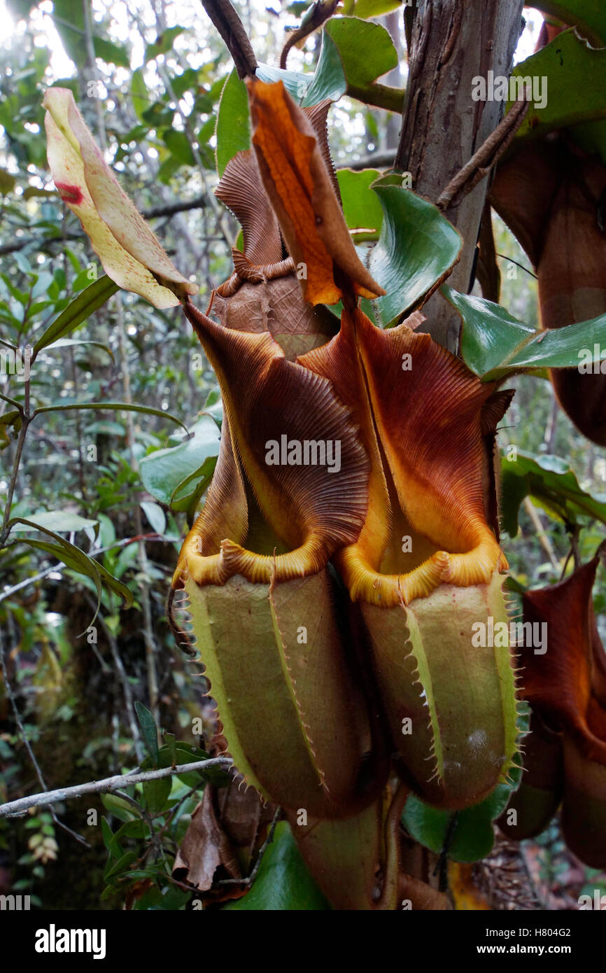 Nepenthes Planten Volkoomennl