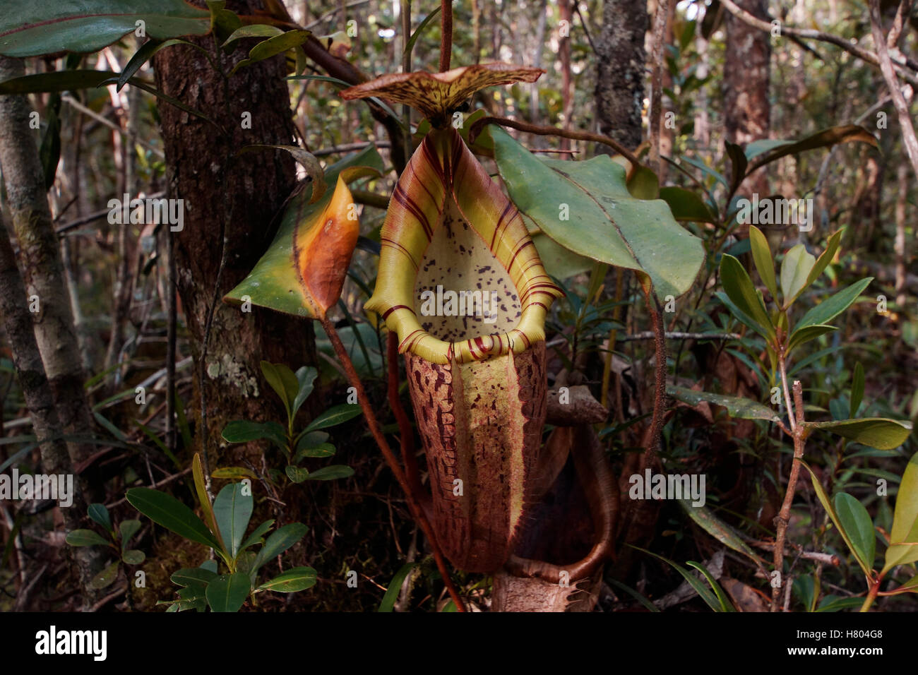 Pitcher Plant (Nepenthes sp) pitcher, Malaysia Stock Photo - Alamy