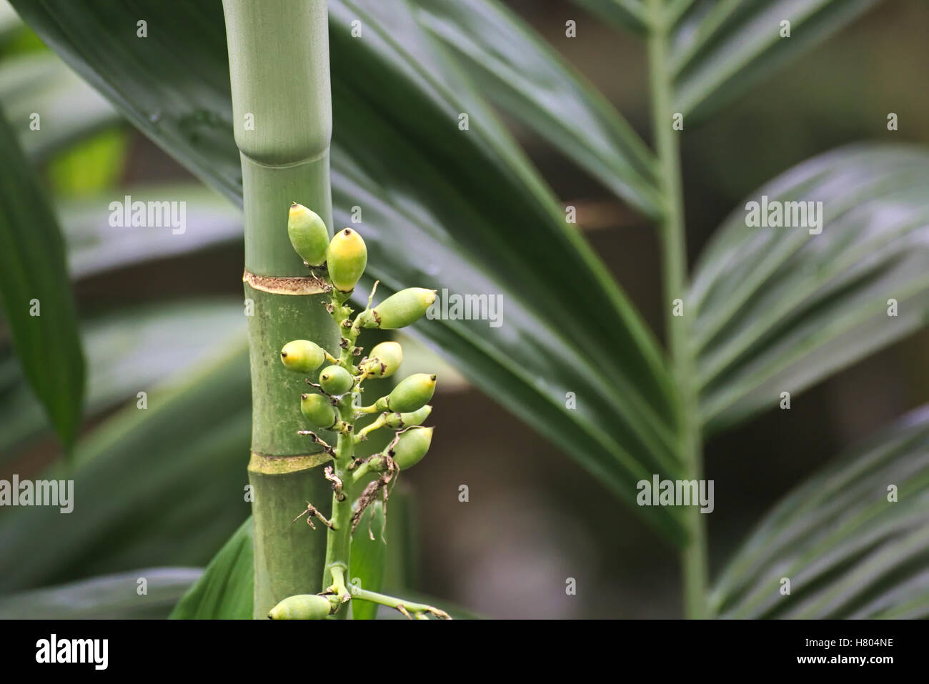 Buds of a palm tree species (Chamaedora costaricana). Stock Photo