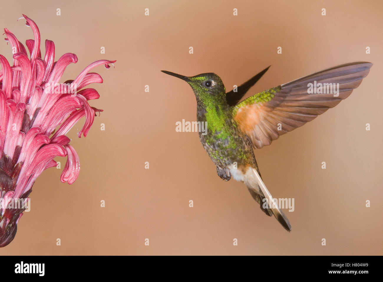 Buff-tailed Coronet (Boissonneaua flavescens) hummingbird feeding on flower nectar, Ecuador Stock Photo
