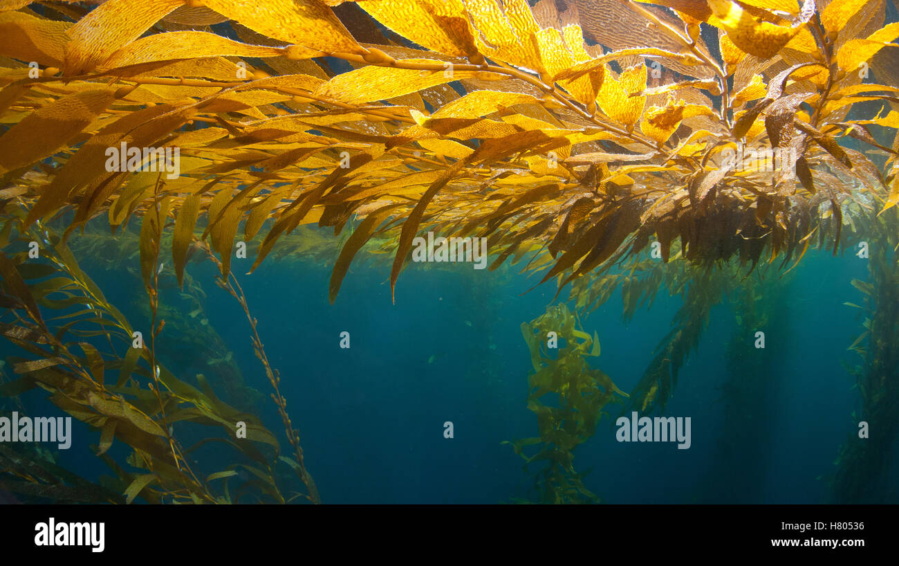 Giant Kelp (Macrocystis pyrifera) blades floating at surface, Cortez