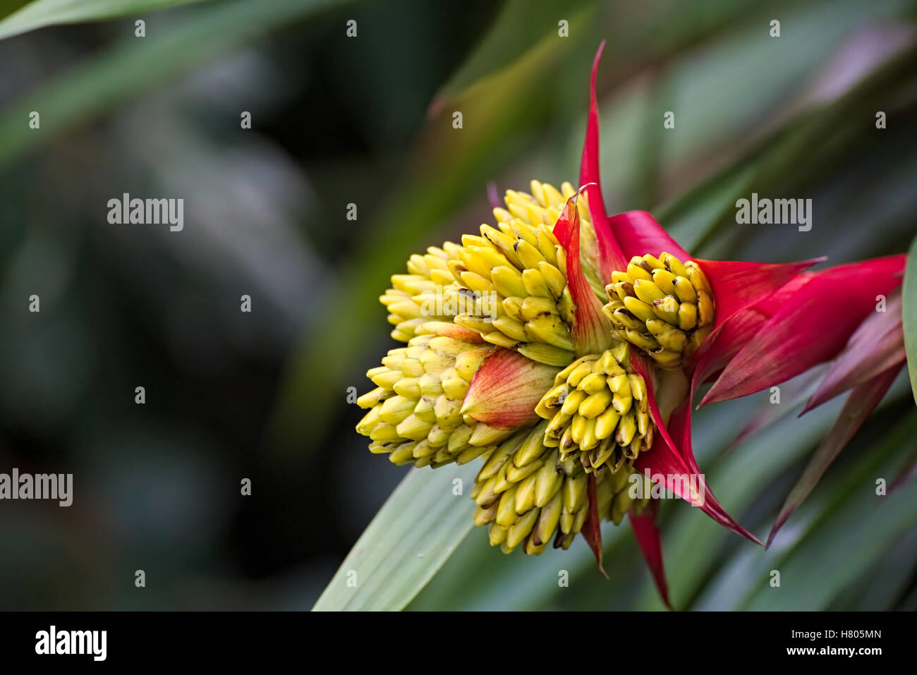 Blossom of a tufted airplant species (Guzmania). Stock Photo