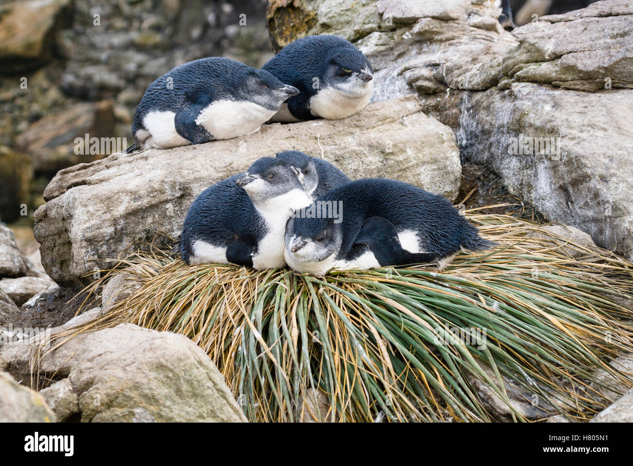 rockhopper-penguin-eudyptes-chrysocome-chicks-resting-on-tussock
