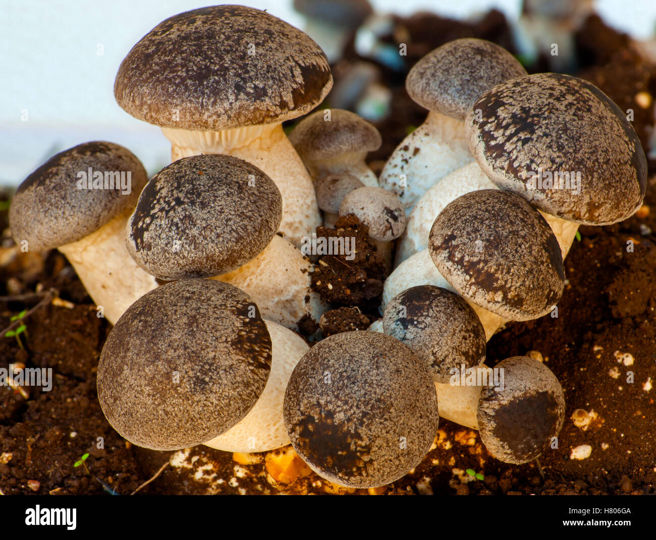 groups cultivation of cardoncelli mushrooms on a white background. (shallow focus) Stock Photo