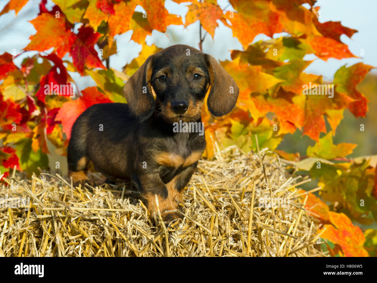 Miniature Wire-haired Dachshund (Canis familiaris) puppy on hay bale with autumn leaves Stock Photo