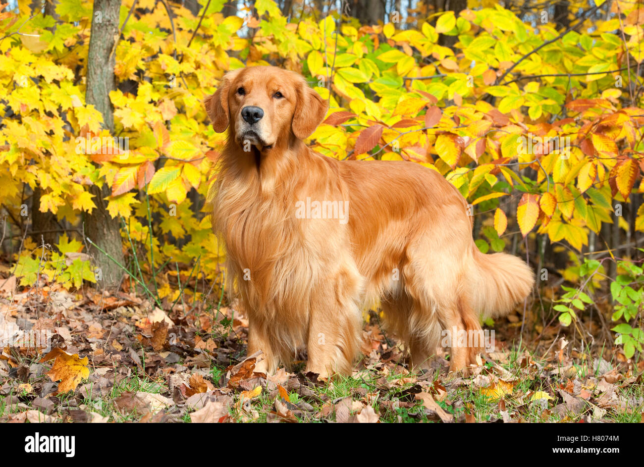 Golden Retriever (Canis familiaris) with autumn leaves Stock Photo - Alamy