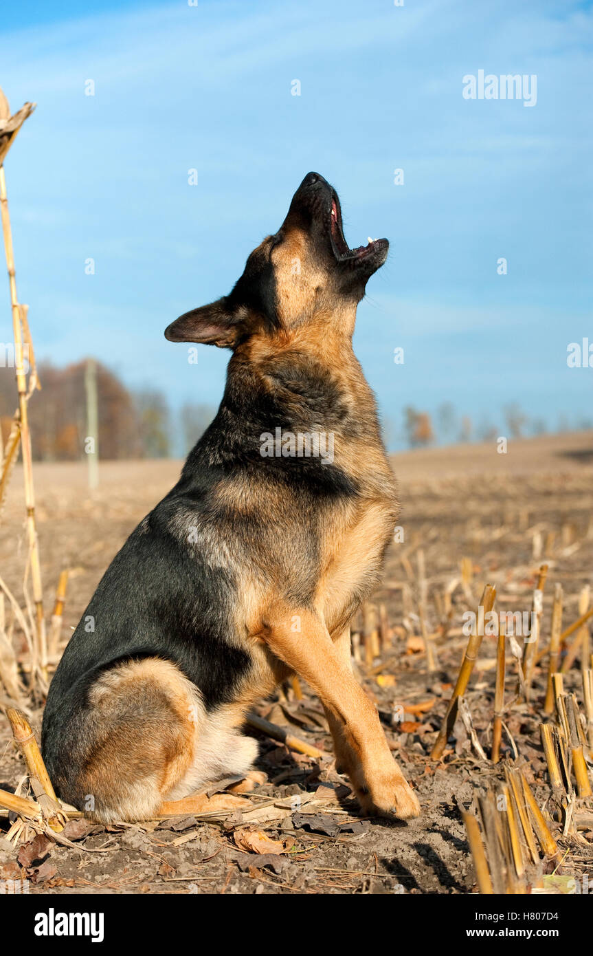 German Shepherd (Canis familiaris) howling Stock Photo Alamy