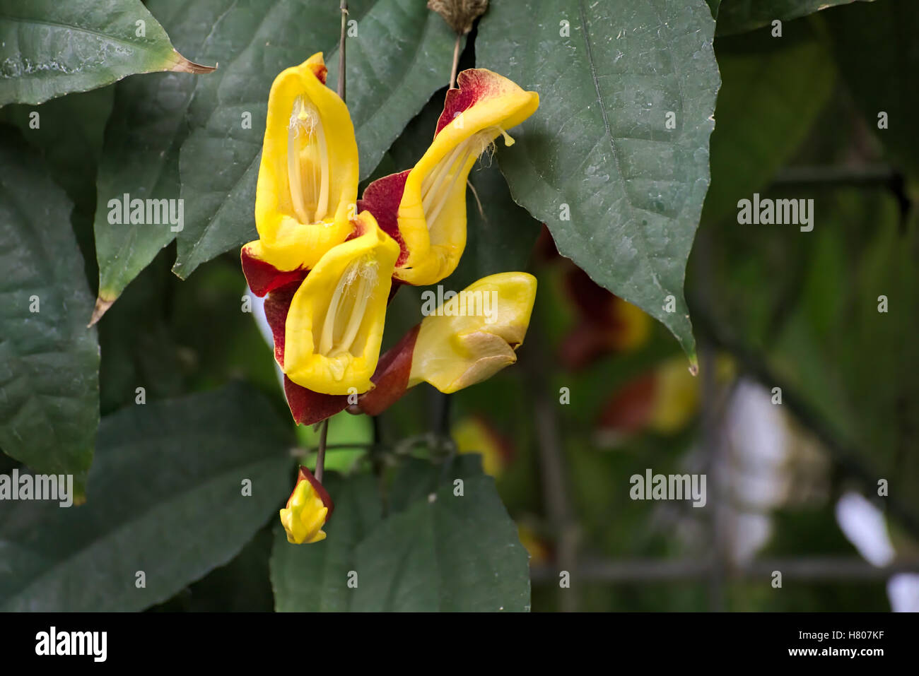 Blossoms of a Mysore trumpetvine (Thunbergia mysorensis). Stock Photo