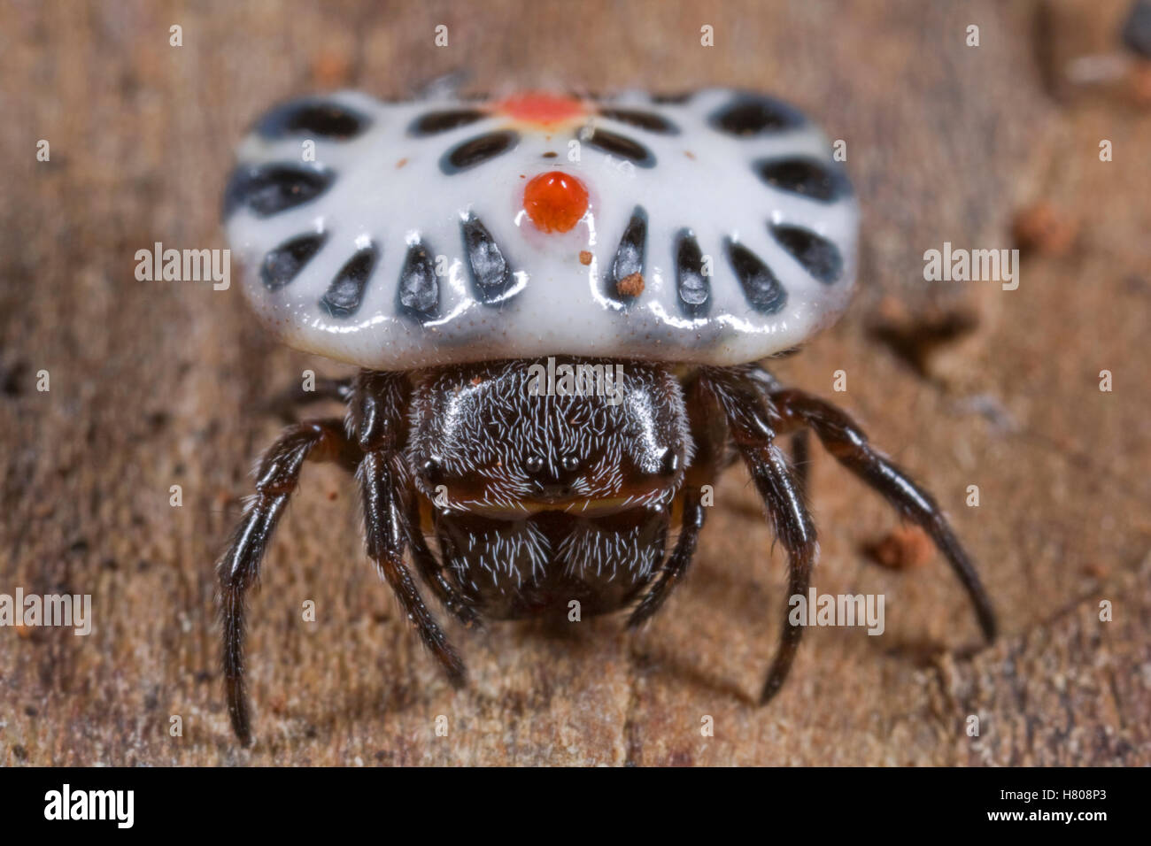 West African Button Spider (Aetrocantha falkensteini), Ghana Stock ...