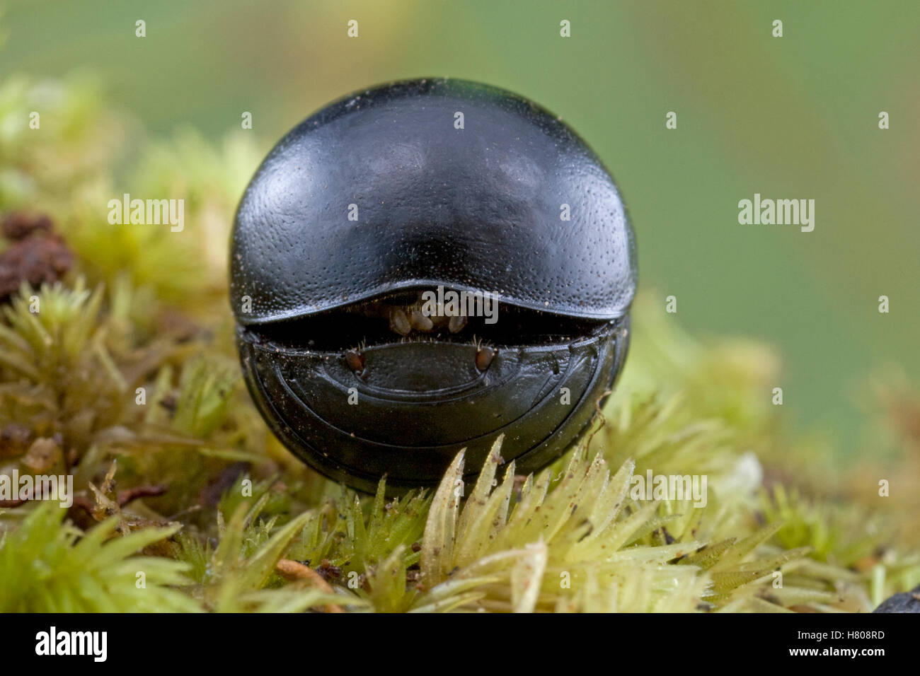 Ball cockroach hires stock photography and images Alamy