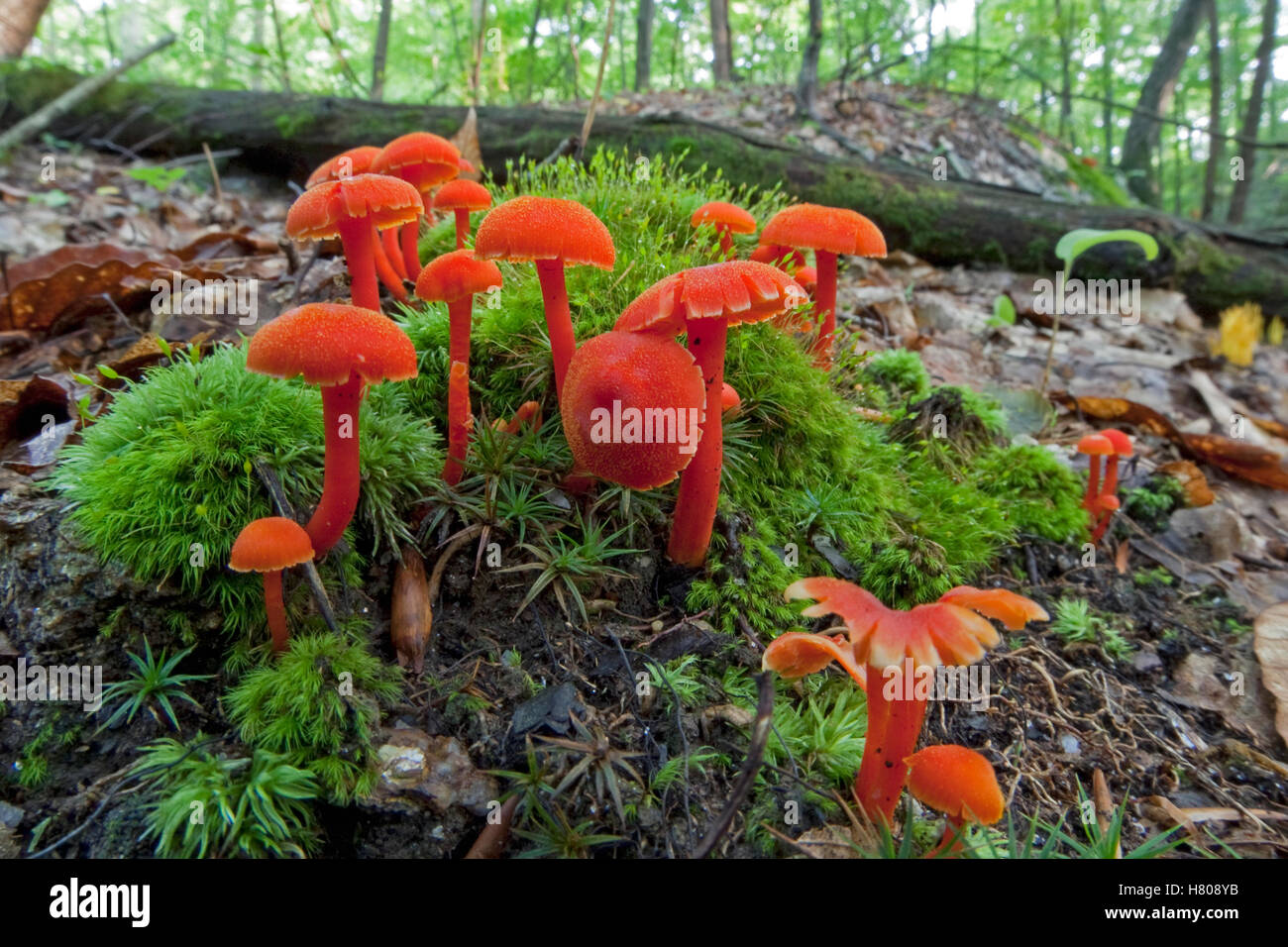 Waxcap (Hygrocybe sp) mushrooms, Connecticut Stock Photo