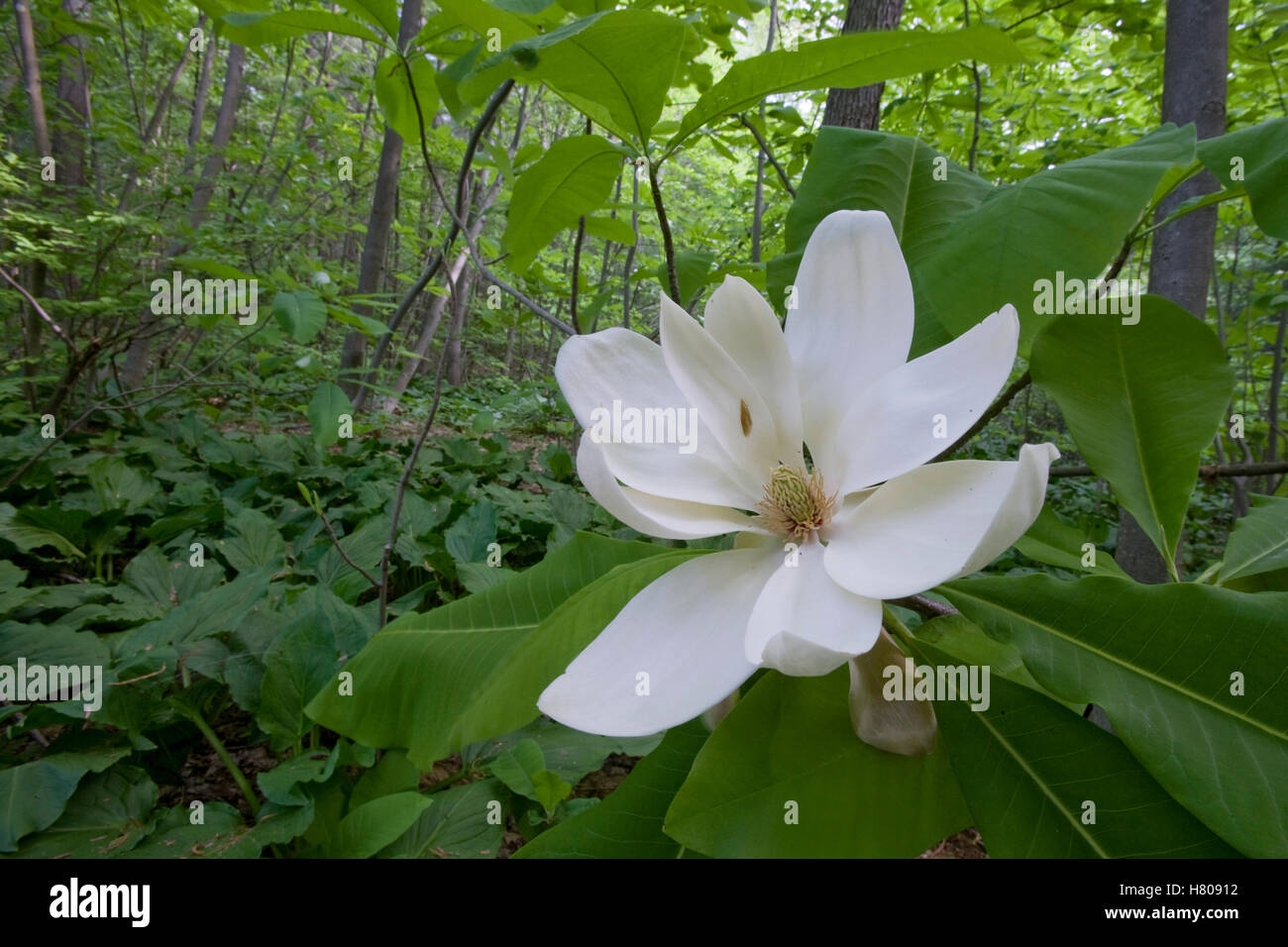 Umbrella Magnolia (Magnolia tripetala) flower, Estabrook Woods
