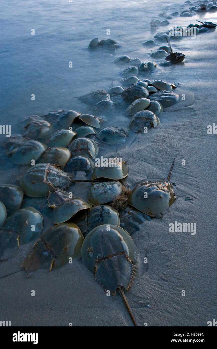 Horseshoe Crab (Limulus polyphemus) group crawling ashore during high