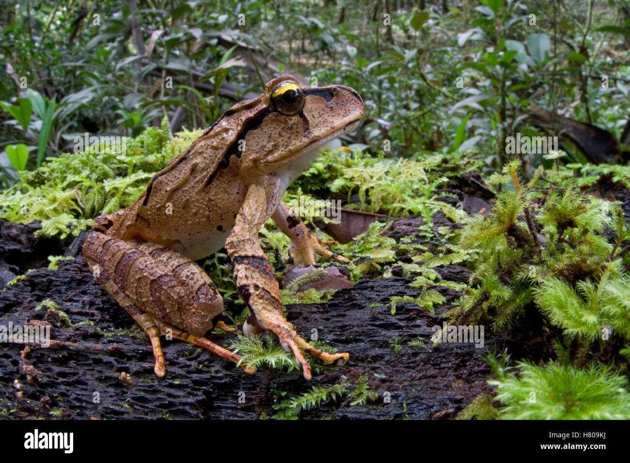 Australian Ground Frog (Lechriodus aganoposis), Papua New Guinea Stock