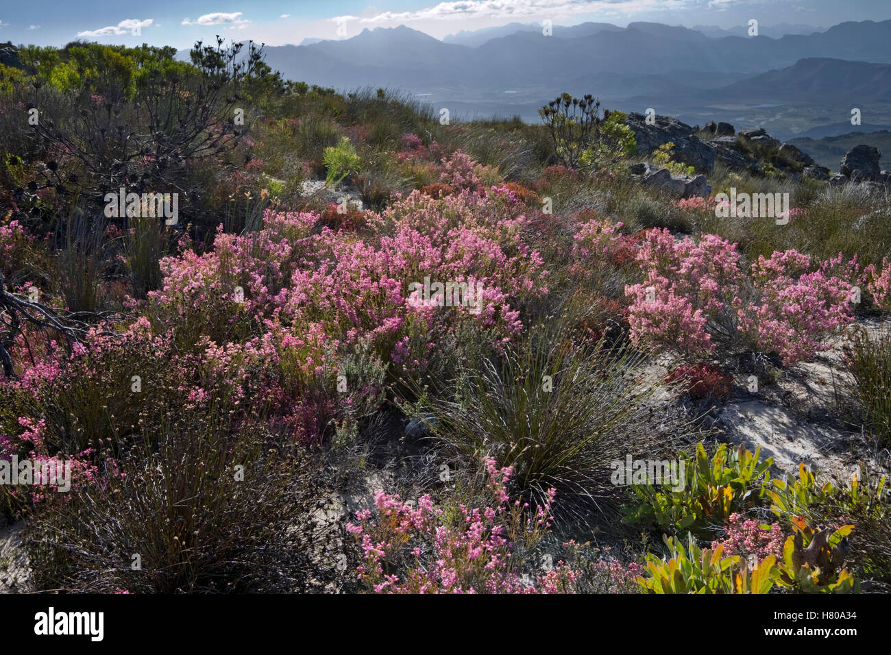 Flowering plants in fynbos habitat, South Africa Stock Photo - Alamy