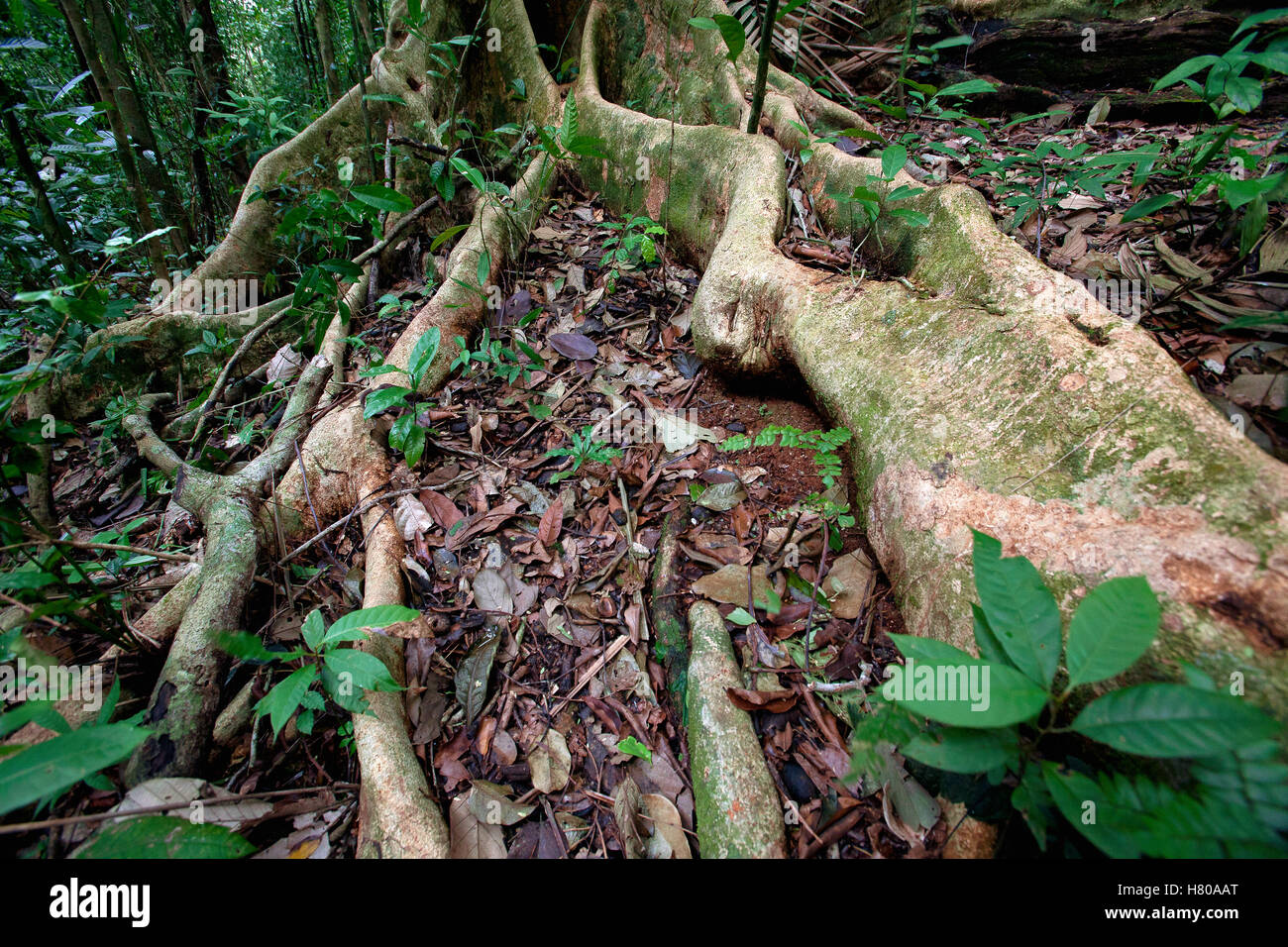 Roots along forest floor to get nutrients released by decaying litter rather than underground, Barro Colorado Island, Panama Stock Photo