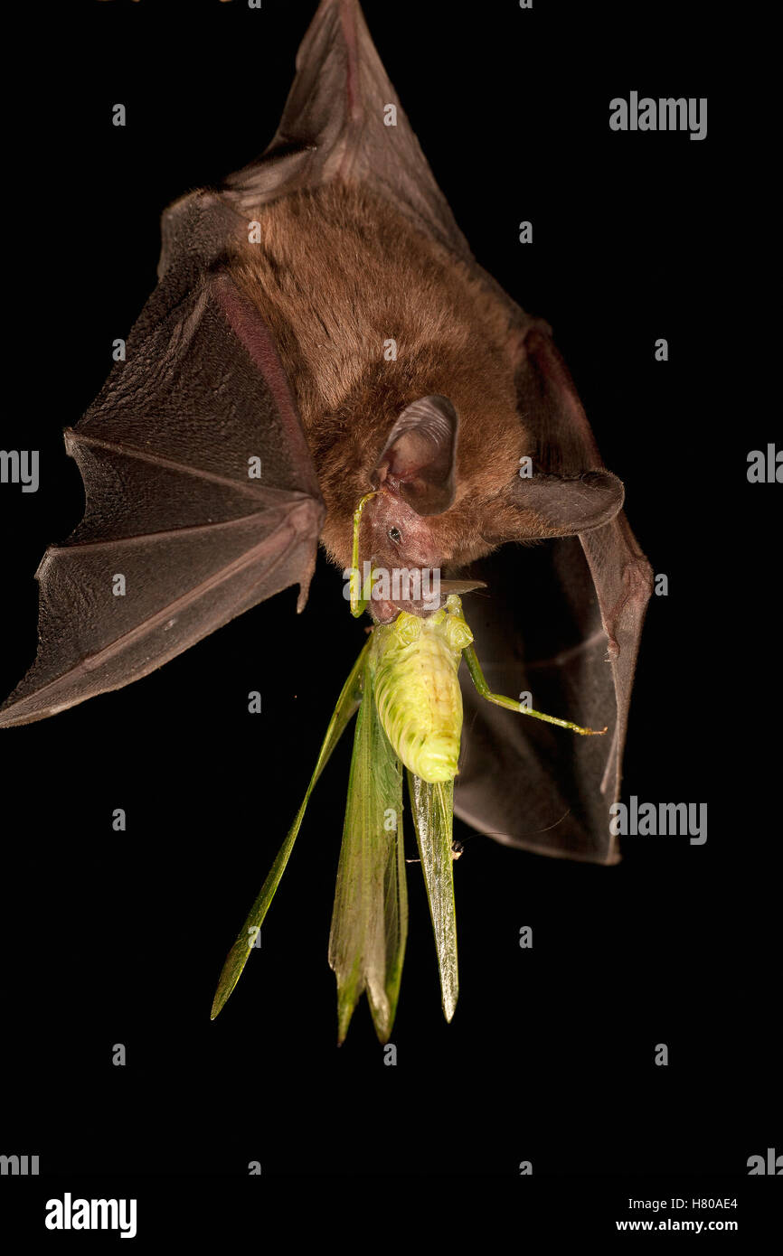 Common Big-eared Bat (Micronycteris microtis) with Katydid prey, Barro