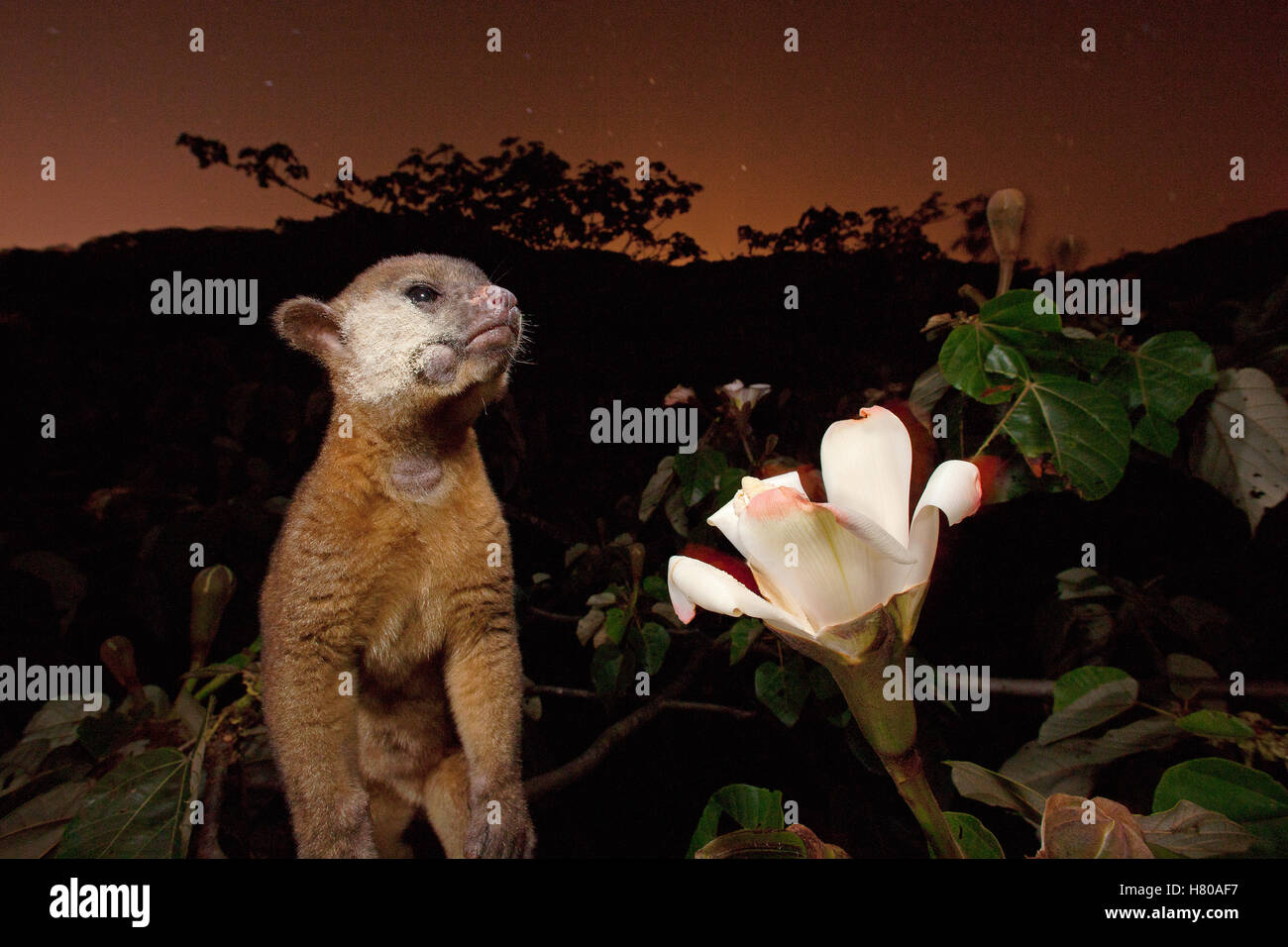 Kinkajou (Potos flavus) pollencovered after feeding on Balsa (Ochroma