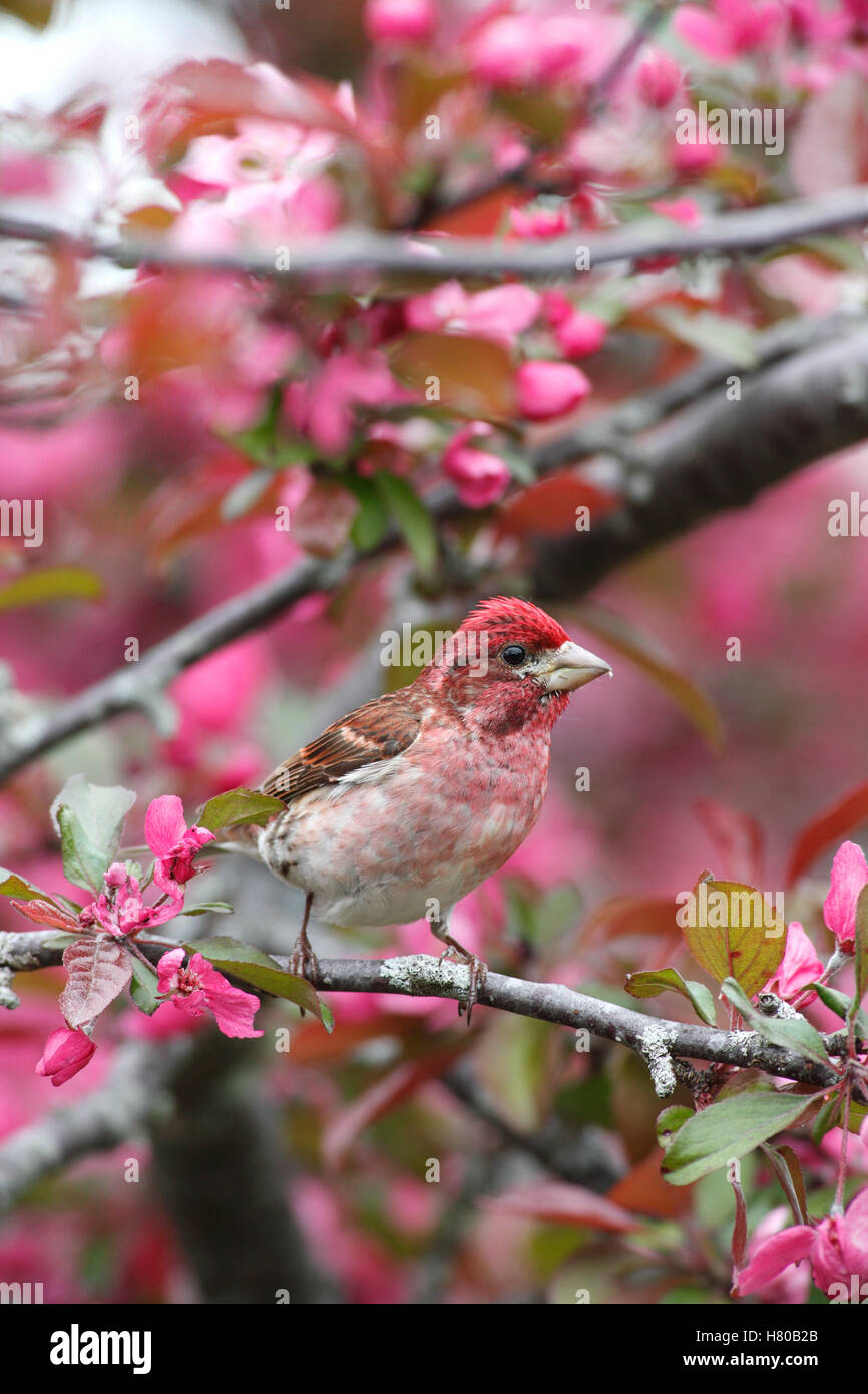 Purple Finch (Carpodacus purpureus) male in flowering tree, Nova Scotia